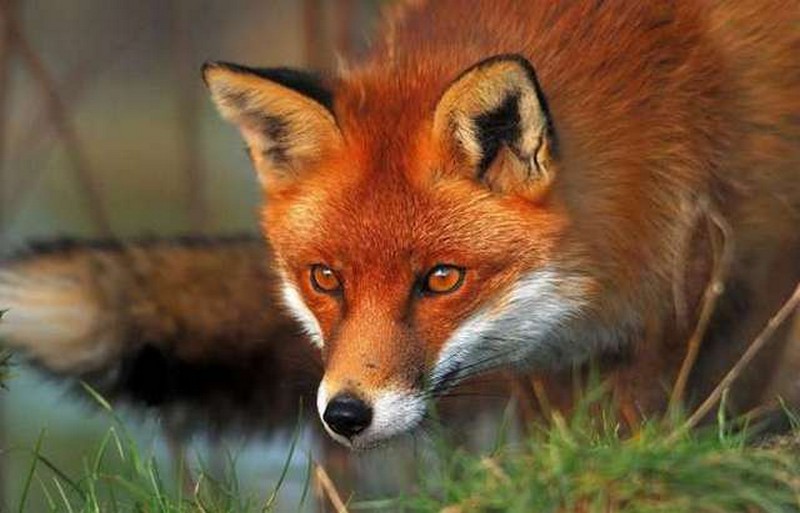 З 5 листопада на Вінниччині забороняється полювання на хутрових і парнокопитних тварин.