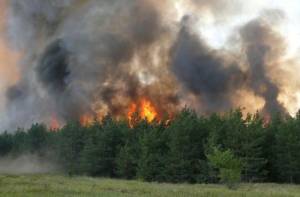 Шкідливий вплив пожеж в екосистемах