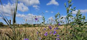 З днем села Степанівка!