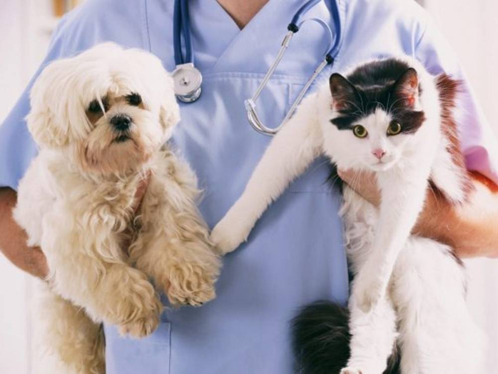 ЗРОСТАННЯ ВИПАДКІВ СКАЗУ ФІКСУЮТЬ НА ВІННИЧЧИНІ