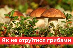 Гриби: профілактика отруєнь та перша допомога